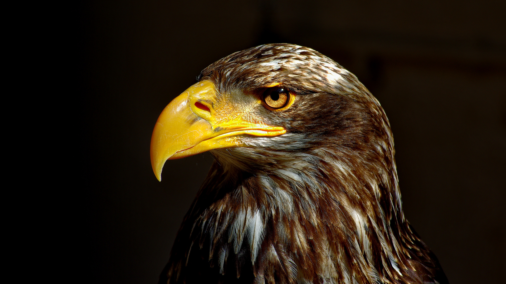 Adler im Abendlicht