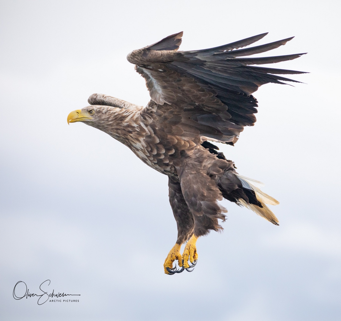 Adler im Anflug 