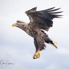 Adler im Anflug 