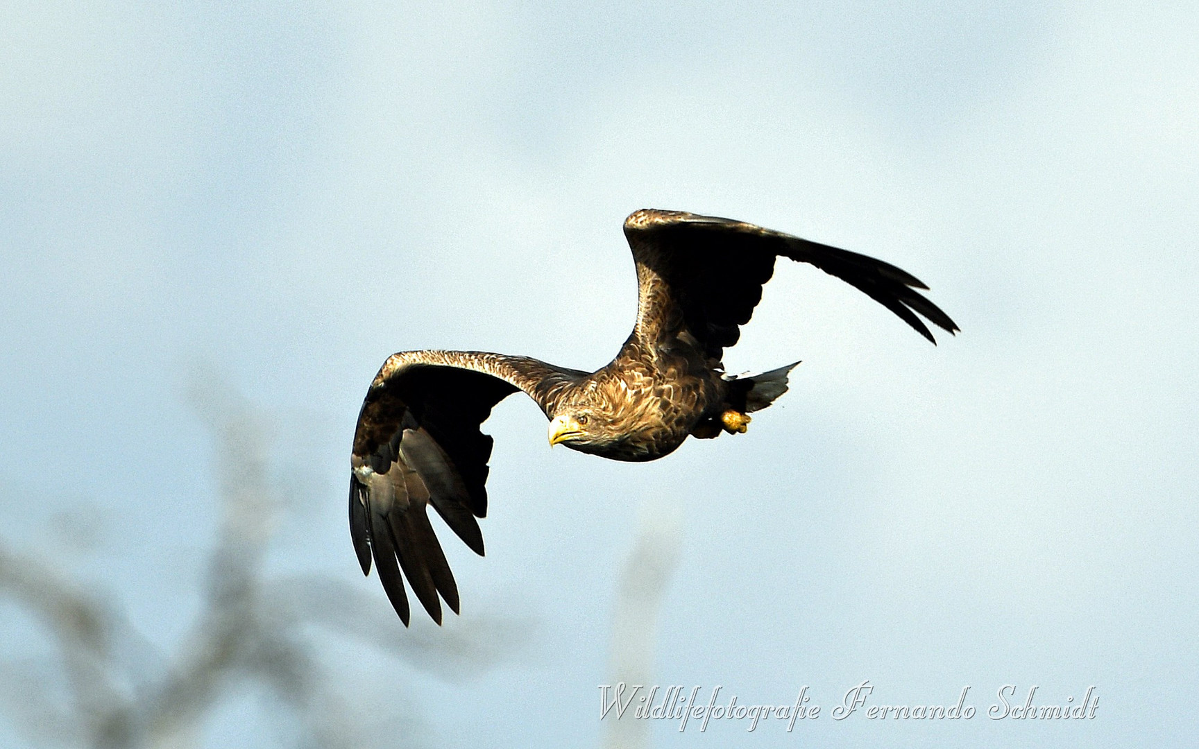 Adler im Anflug