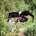 Adler im Anflug