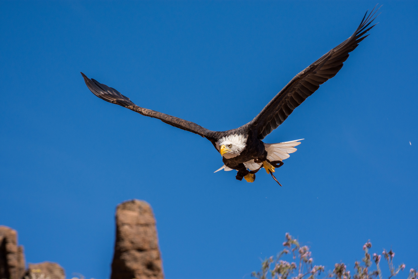 Adler im Anflug