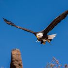 Adler im Anflug