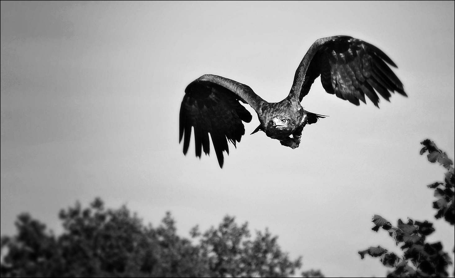 Adler im Anflug 2