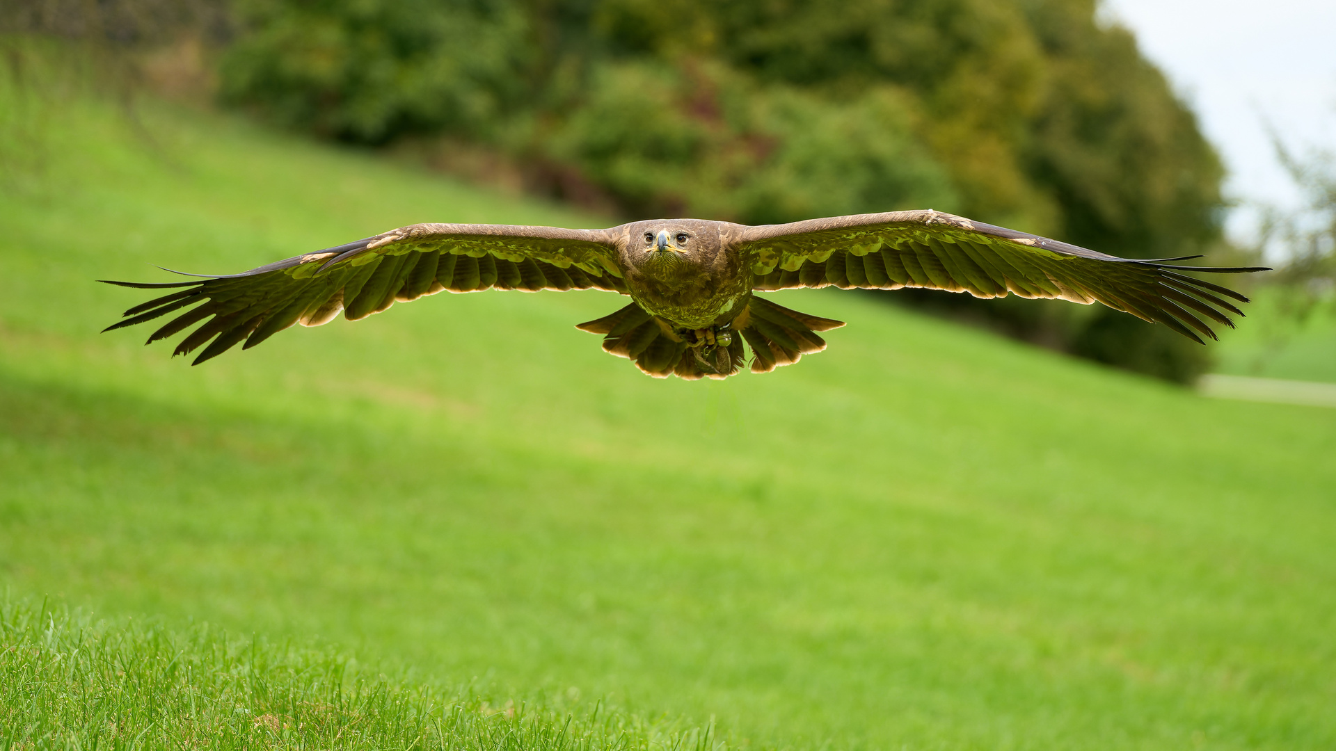 Adler im Anflug