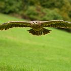 Adler im Anflug