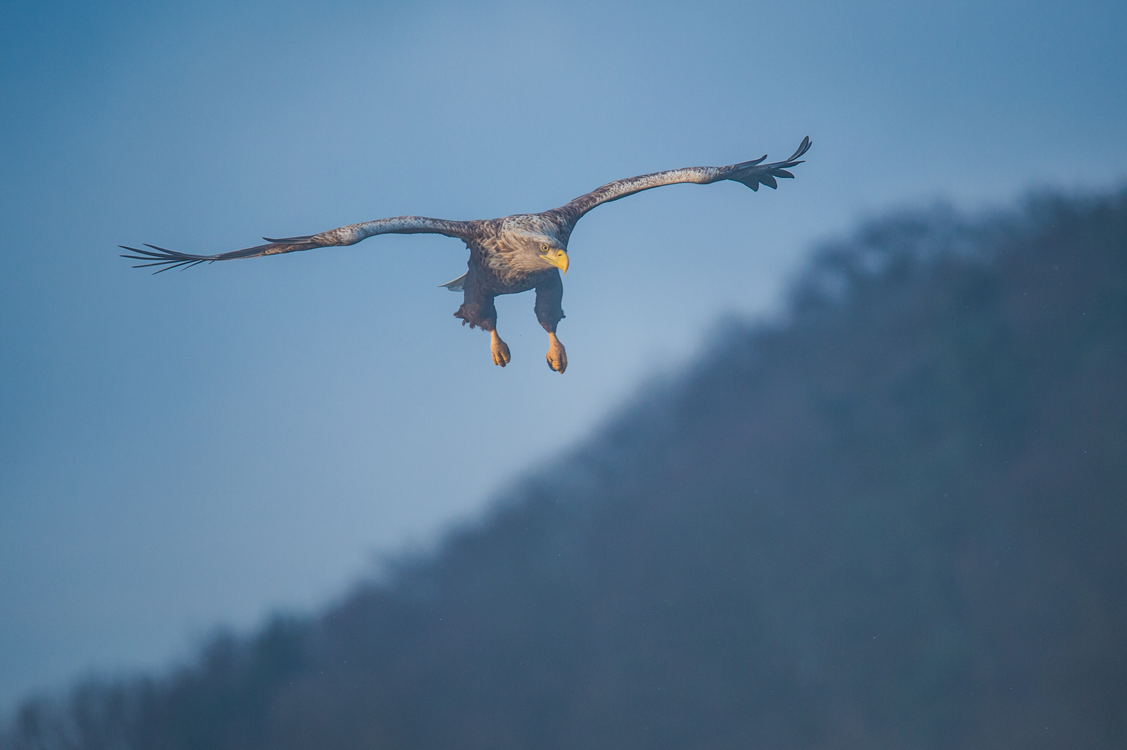 Adler im Anflug