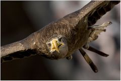 Adler im Anflug