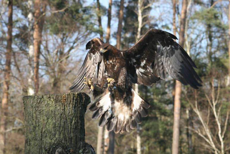 Adler im Anflug