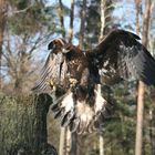 Adler im Anflug