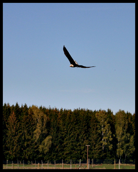 Adler im Anflug