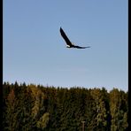 Adler im Anflug