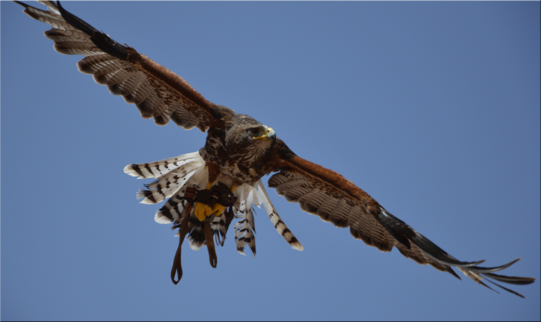 Adler im Anflug