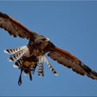 Adler im Anflug