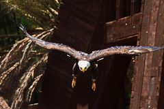 Adler im Anflug