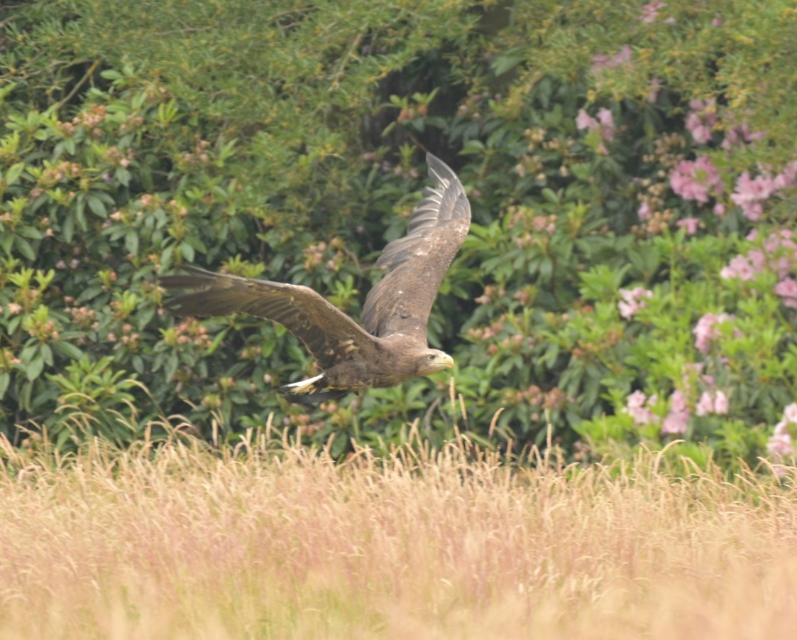 Adler im Anflug