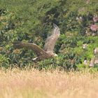 Adler im Anflug