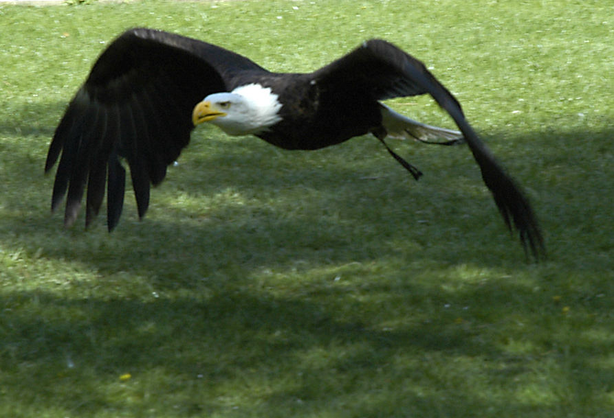 Adler im Anflug