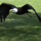 Adler im Anflug