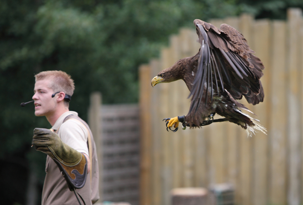 Adler im Anflug