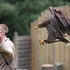 Adler im Anflug