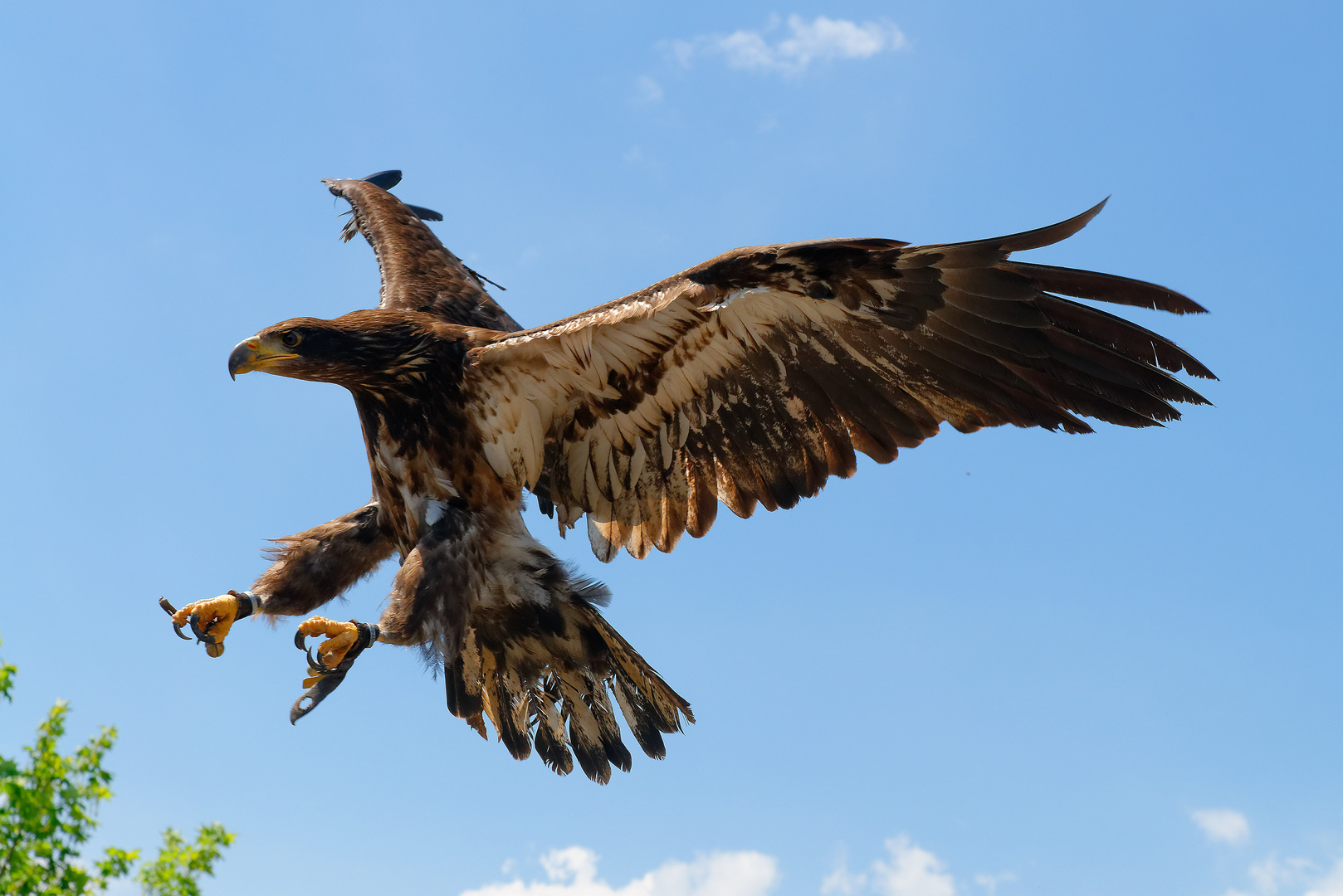 Adler im Anflug