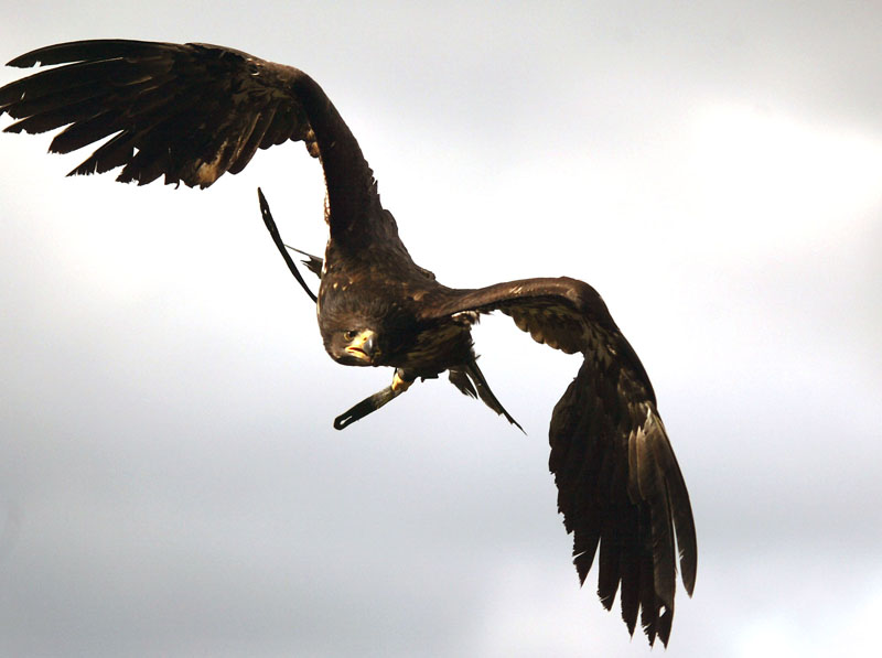 Adler im Anflug