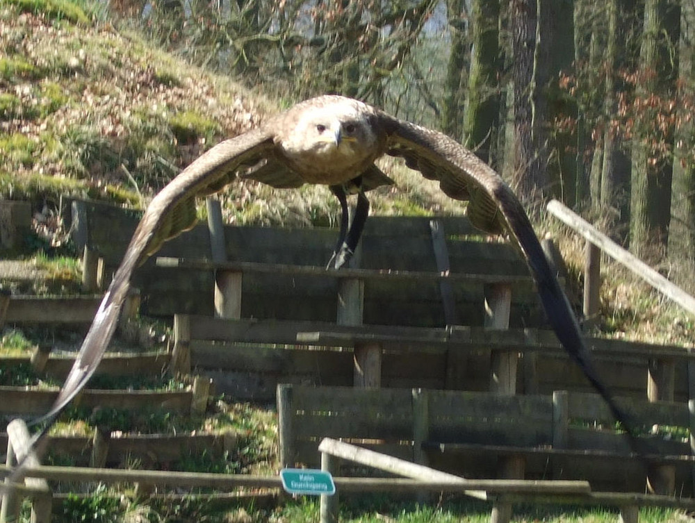 Adler im Anflug