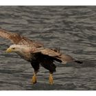 Adler im Anflug