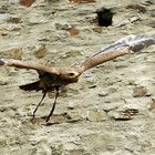 Adler im Anflug