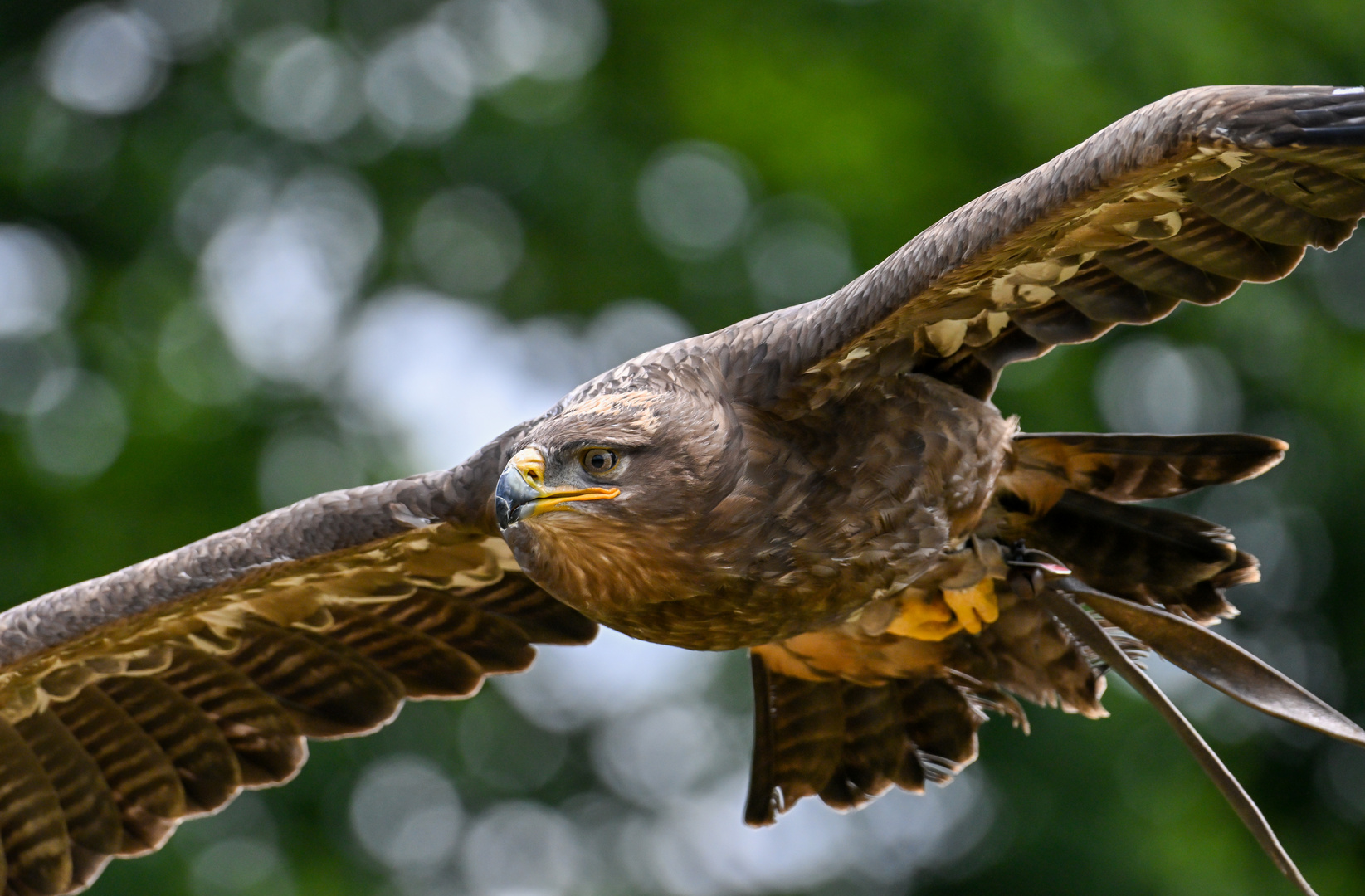 Adler im Anflug