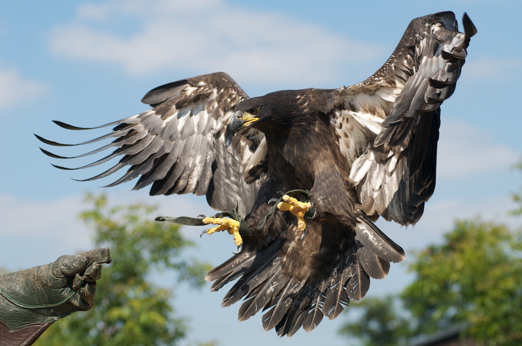 Adler im Anflug