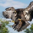 Adler im Anflug