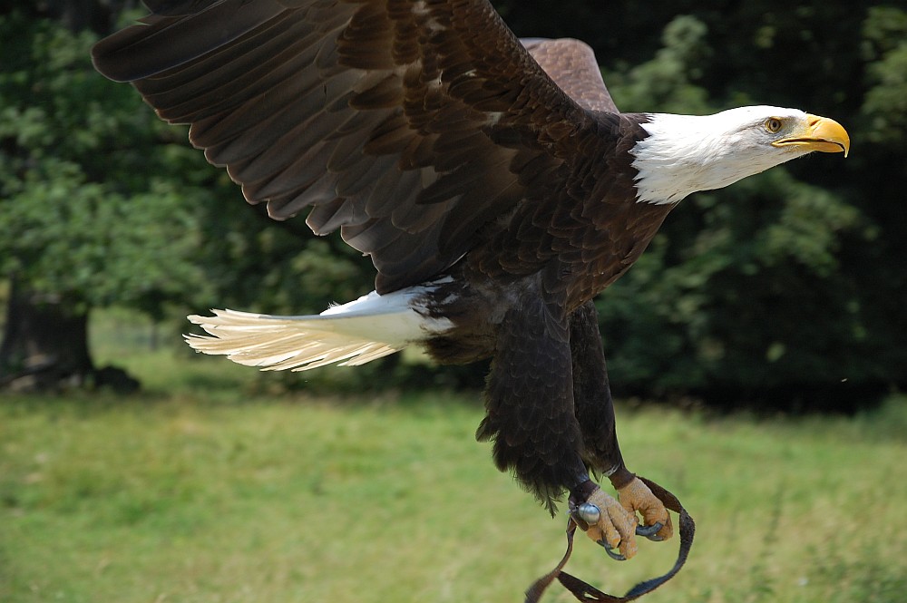 Adler im Anflug