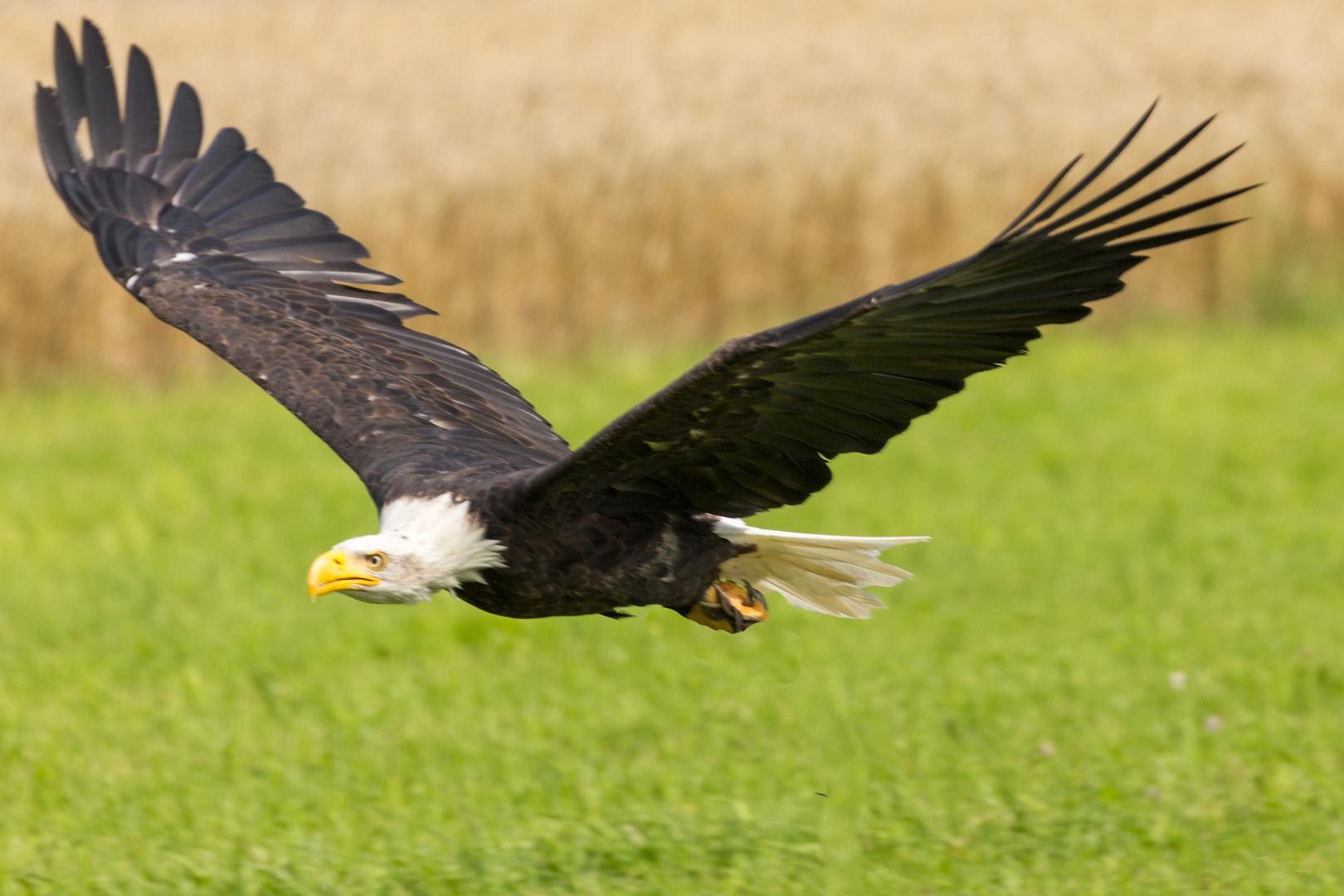 Adler im Anflug.