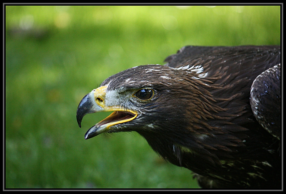 Adler im Anflug mit klarem Blick