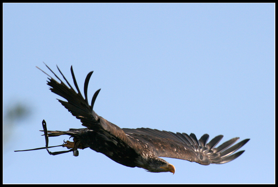 Adler im Anflug_01