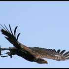 Adler im Anflug_01