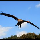 Adler im Anflug_03