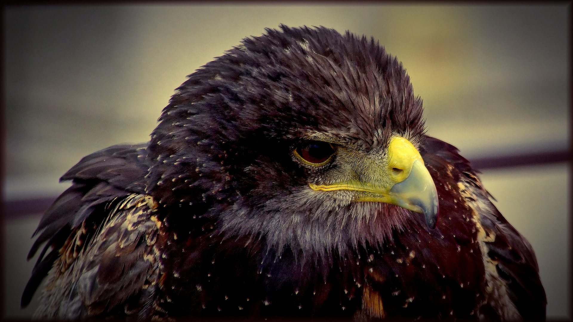 Adler im Blickpunkt