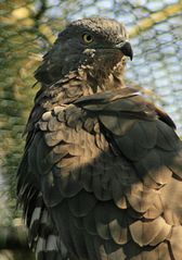 Adler im Burgers Zoo Arnheem