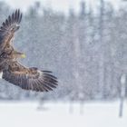 Adler im Flockenwirbel