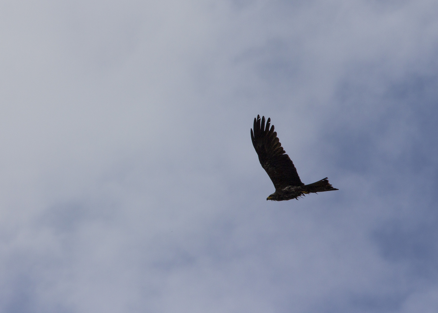 Adler im Flug