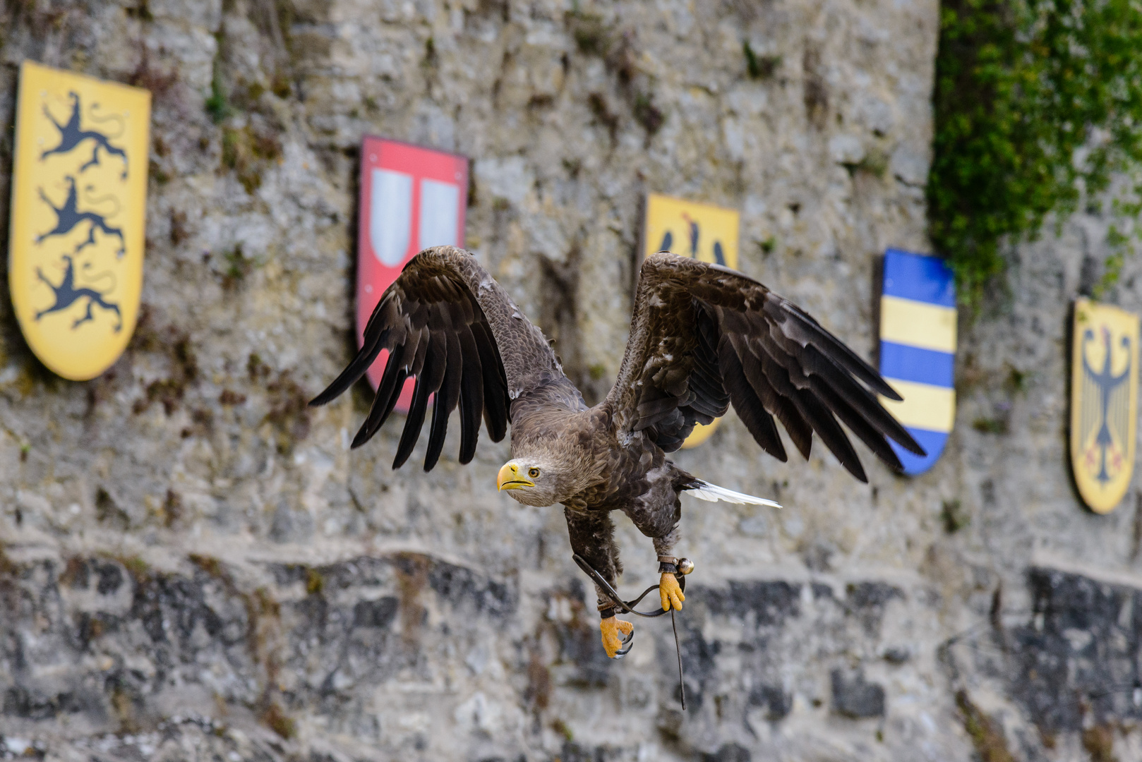 Adler im Flug