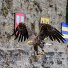 Adler im Flug