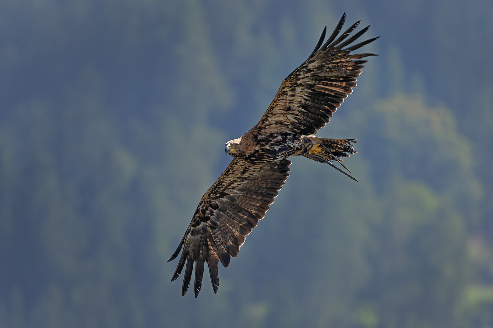 Adler im Flug 2