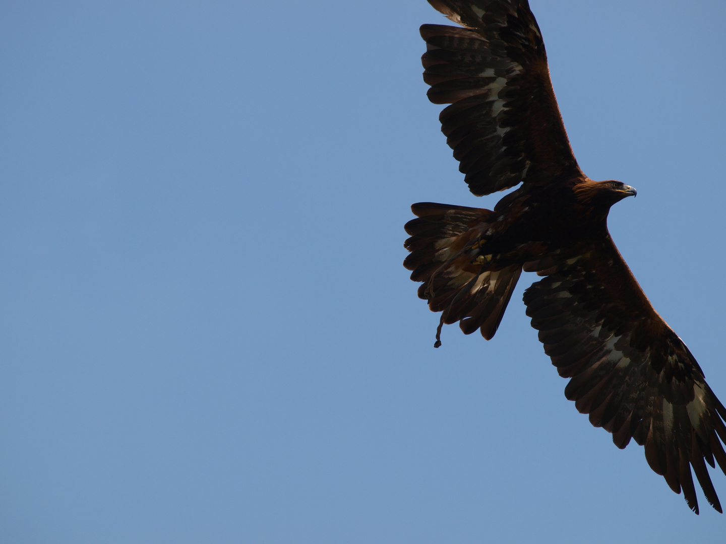 Adler im Flug