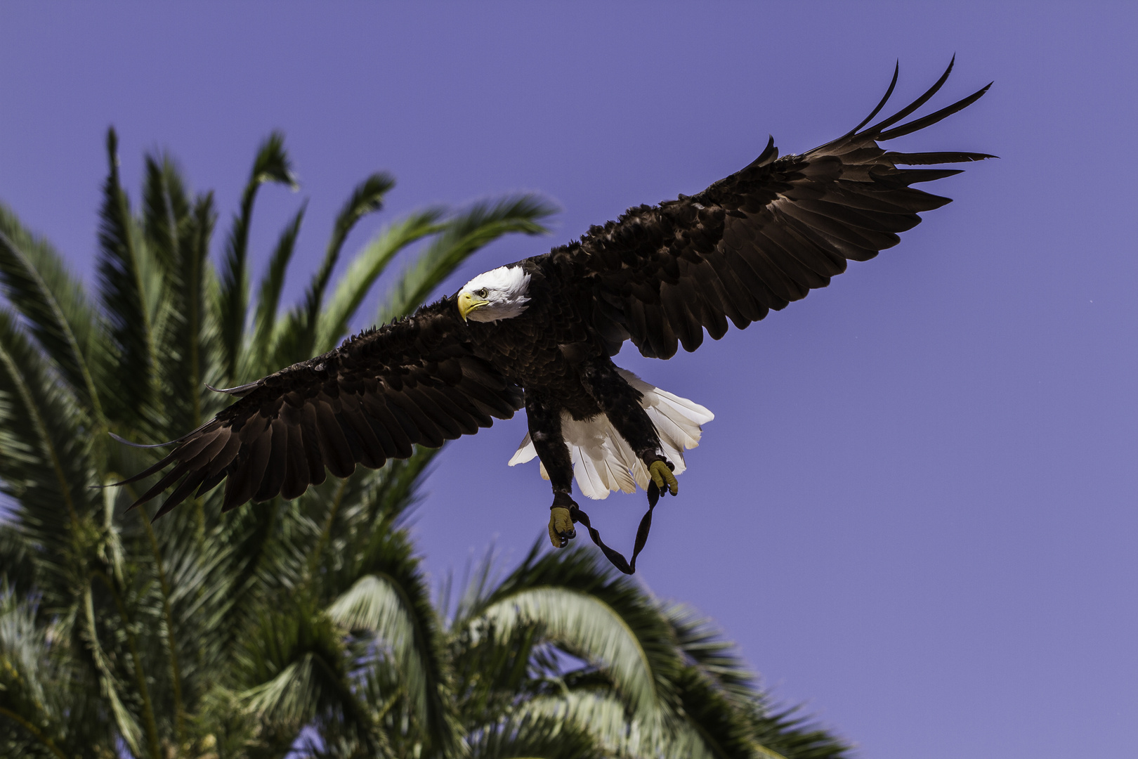 Adler im Flug 3