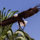 Adler im Flug 3