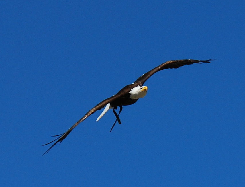 Adler im Flug